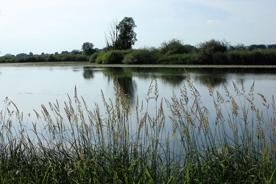 Blick über die Alte Donau in der Pfatterer Au bei Pfatter