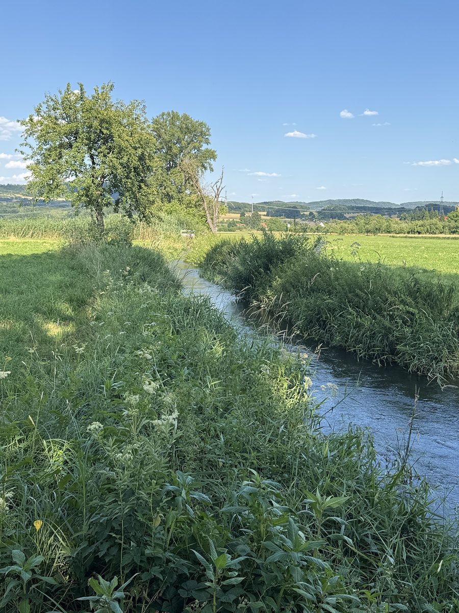 Wässerwiese in Gosberg