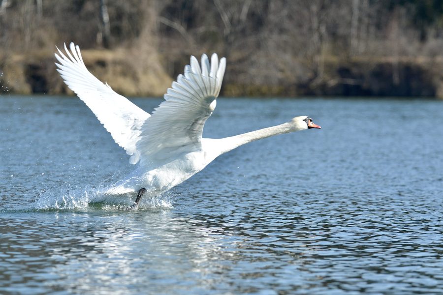 Höckerschwan im Biberrevier der Haltenberger Aue