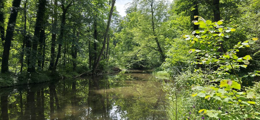 Die Würm im Landschaftsschutzgebiet Würmtal zwischen Starnberg-Mühltal und Gauting-Reismühl