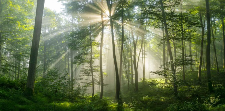 Sonnenaufgang in einem Laubwald im Naturpark Augsburg–Westliche Wälder bei Augsburg