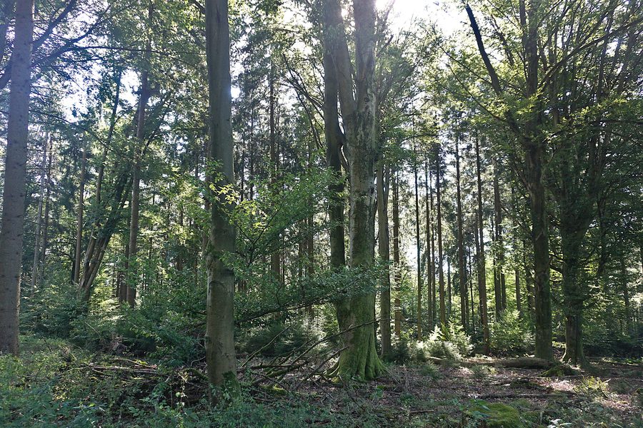 Grenz-Buchen in Ergolding im Landkreis Landshut