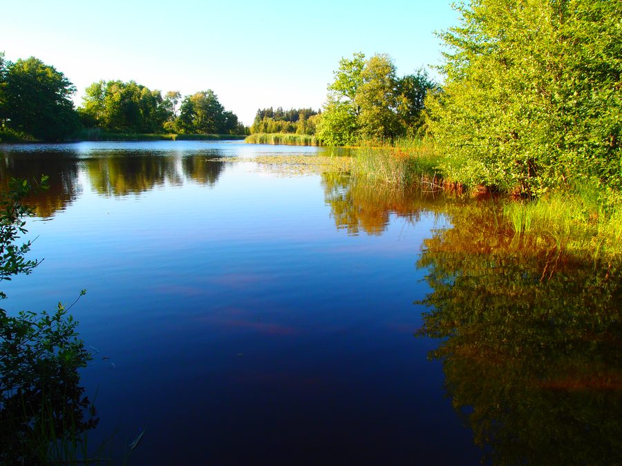 Stockenweiler Weiher bei Hergensweiler im Abendlicht