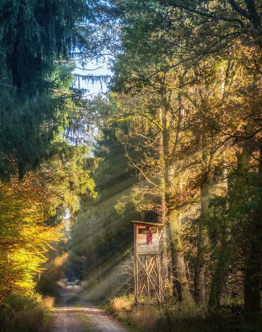 Hochsitz im Ebersberger Forst, von schräg einfallenden Sonnenstrahlen beleuchtet