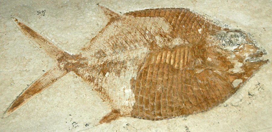 Fossiler Fisch im Solnhofener Kalkstein