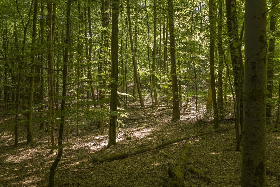 Pfad im Naturwaldreservat Kleinengelein bei Obersteinbach in Rauhenebrach
