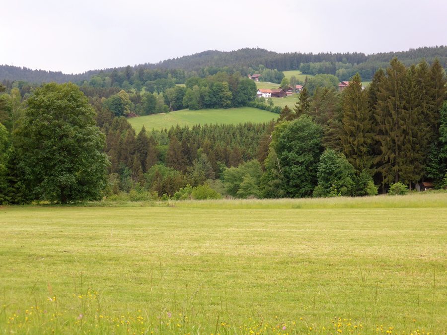 Wald- und Wiesenlandschaft bei Böbrach im Naturpark Bayerischer Wald