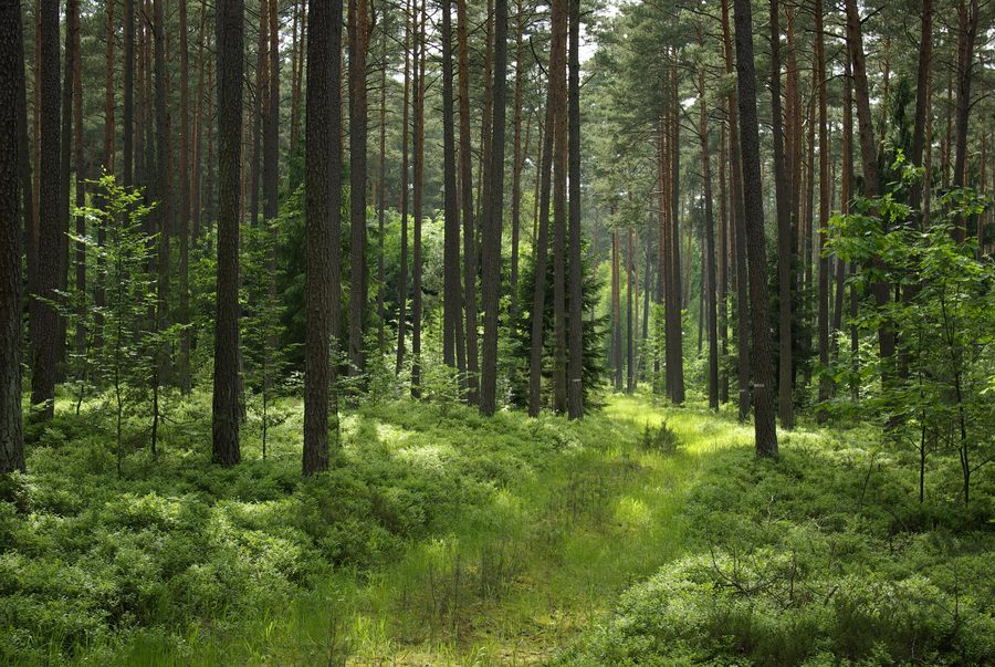 Waldgebiet im Sebalder Reichswald bei Buckenhof im Landkreis Erlangen-Höchstadt