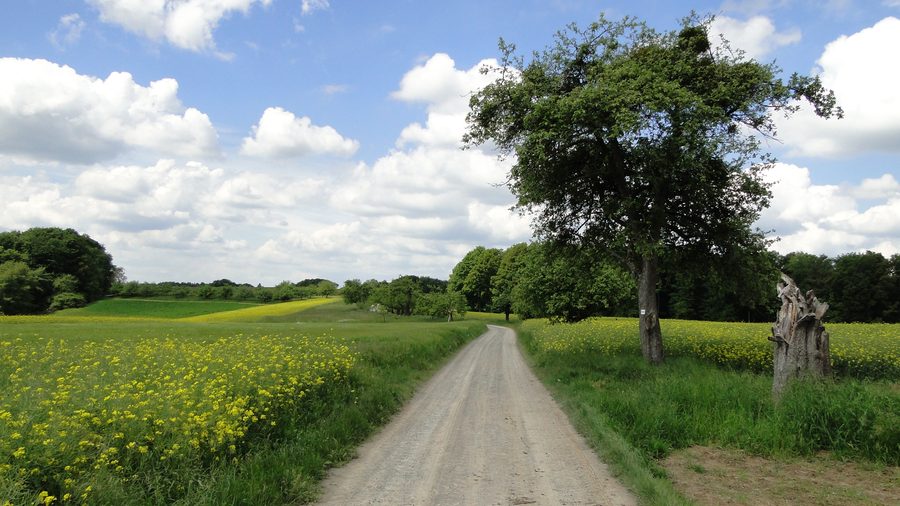 Obstbäume und Rapsfelder auf dem Salchenbuckel im Vorspessart nahe Leidersbach