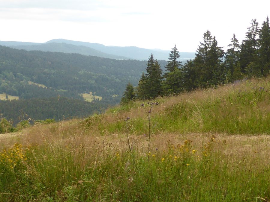 Sommerliche Bergwiese am Almberg in der Gemeinde Philippsreut