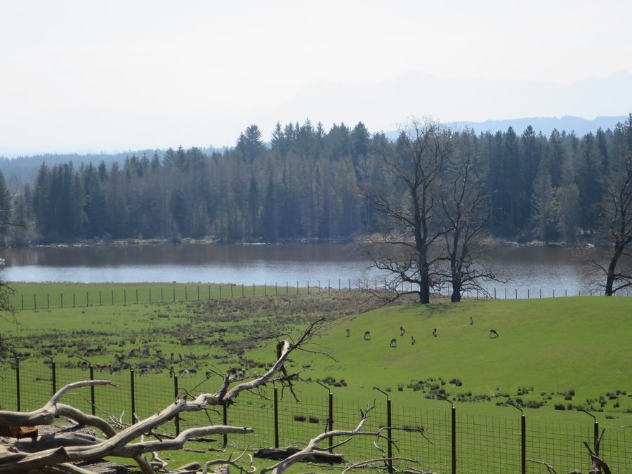 Graner Weiher bei Böbing im Landkreis Weilheim-Schongau