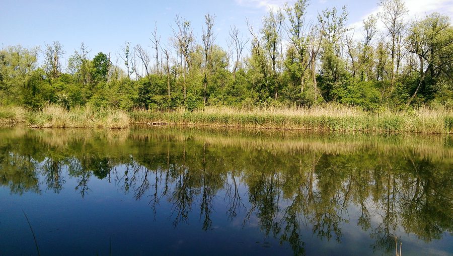 Kleiner See mit Uferzonen für Brutvögel in den unteren Inn-Auen bei Egglfing