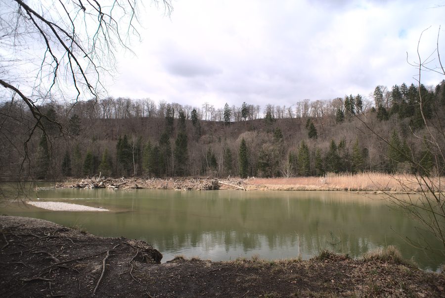 Blick über die Isar im Grünwalder Forst und Oberen Isartal bei Baierbrunn