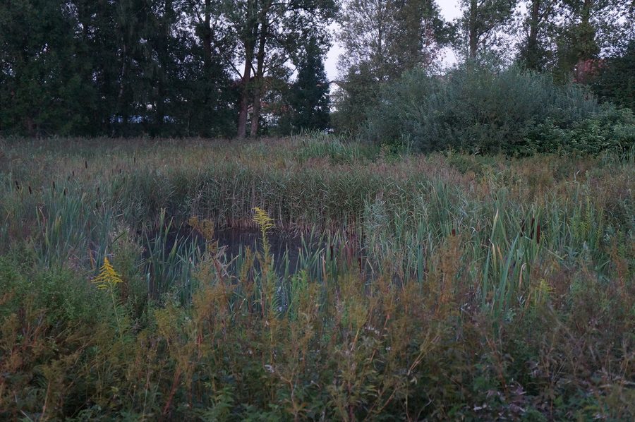 Feuchtbiotop Angermoos im WiWaLaMoor bei Wildpoldsried