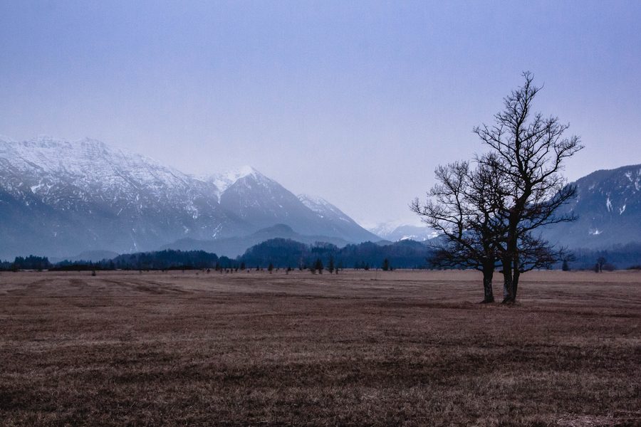 Murnauer Moos mit Alpenblick bei Murnau am Staffelsee