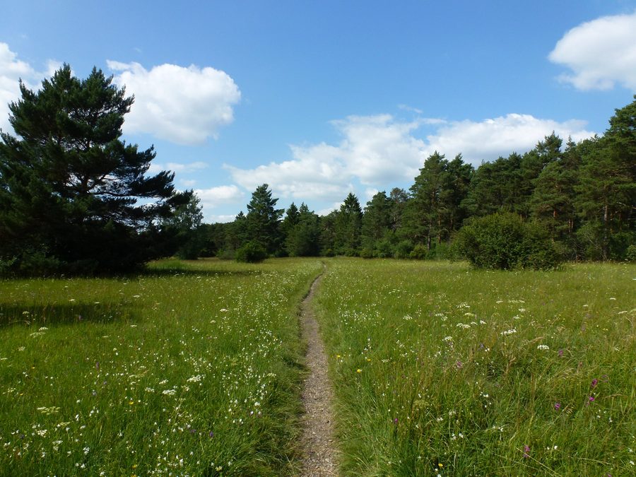 Landschaft in der Königsbrunner Heide südlich von Augsburg
