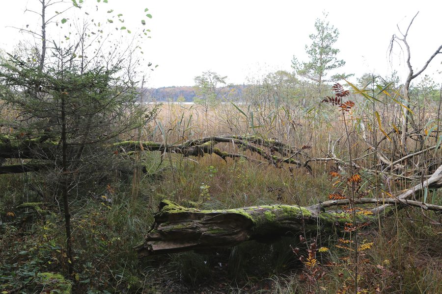 Blick über den Hartsee in der Eggstätt-Hemhofer Seenplatte