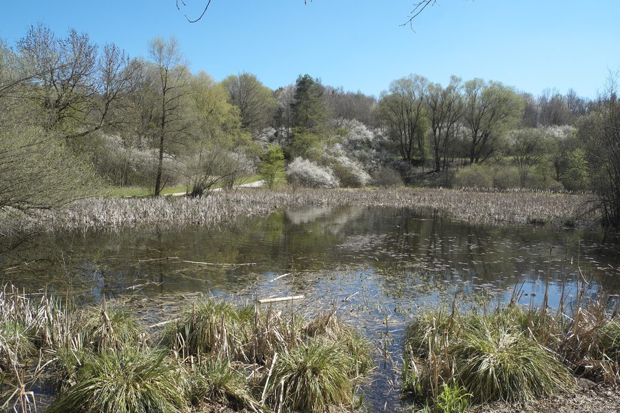 Waldlandschaft in der Aubinger Lohe in München