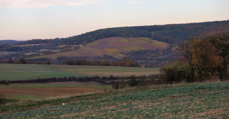 Blick vom Karlstadter Saupurzel auf die Weinlage Eußenheimer First