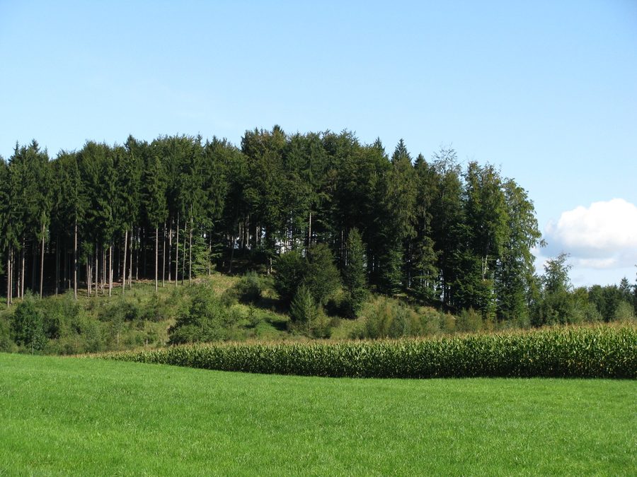 Teilweise bewaldeter Drumlin zwischen Wolfetsried und Hübschmühle im Eberfinger Drumlinfeld