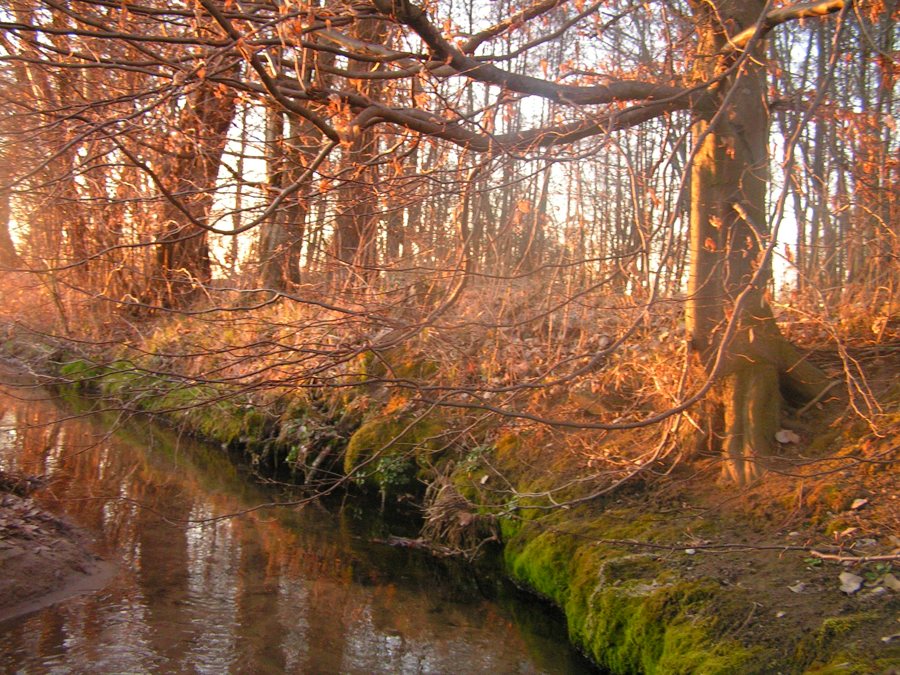 Bach in einem herbstlichen Wald