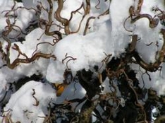 Skigebiet Grasgehrenlifte Obermaiselstein